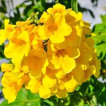 Apartment в комплексах цезарь и цезарь блю *