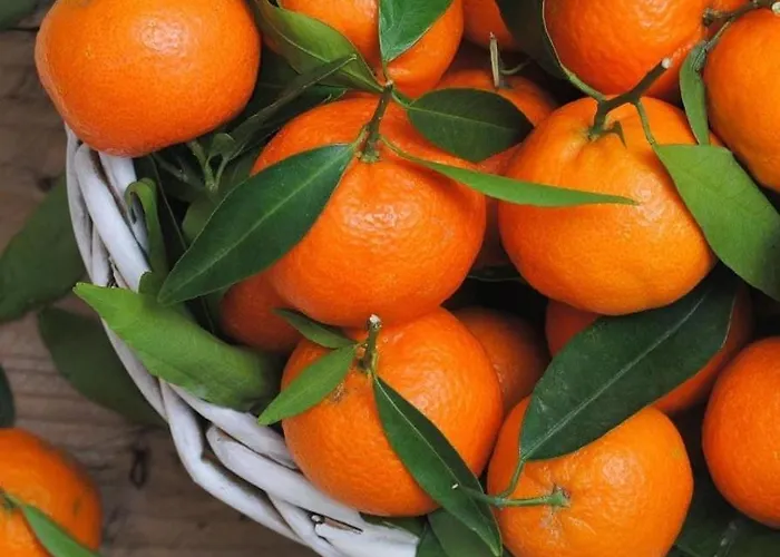 в комплексах цезарь и цезарь блю * Boghaz