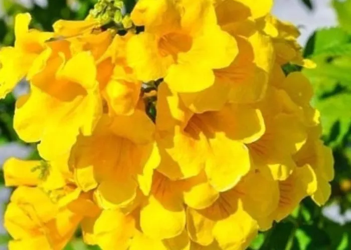 Lejlighed в комплексах цезарь и цезарь блю *